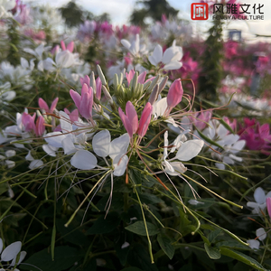 精品亚洲专区无码三区
